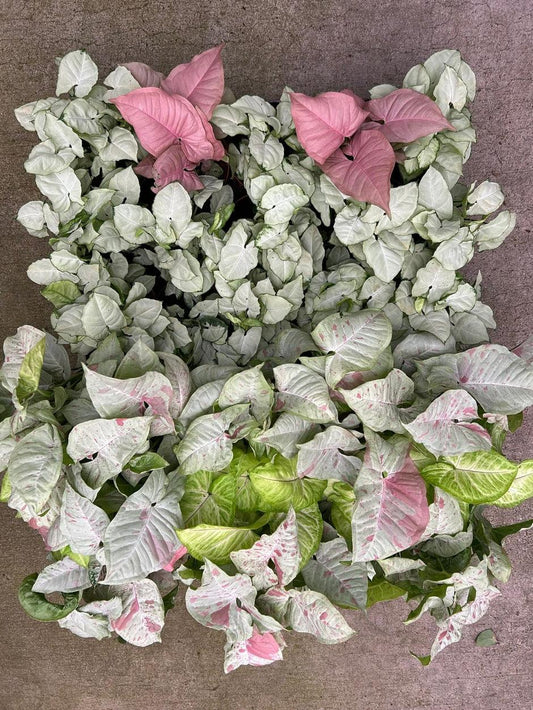 Syngonium Assorted - View 10 from www redcrocus com
