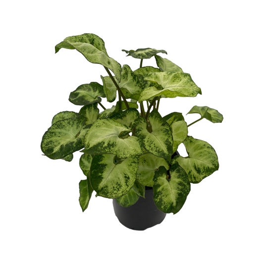 Syngonium Assorted - View 1 from www redcrocus com
