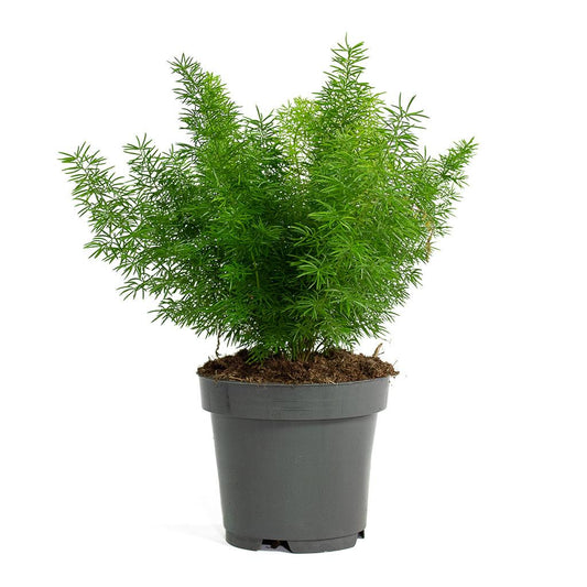 Fern Asparagus Densiflorus Myersii - View 10 from www redcrocus com