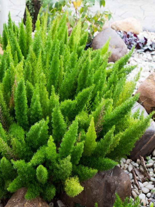 Fern Asparagus Densiflorus Myersii - View 15 from www redcrocus com