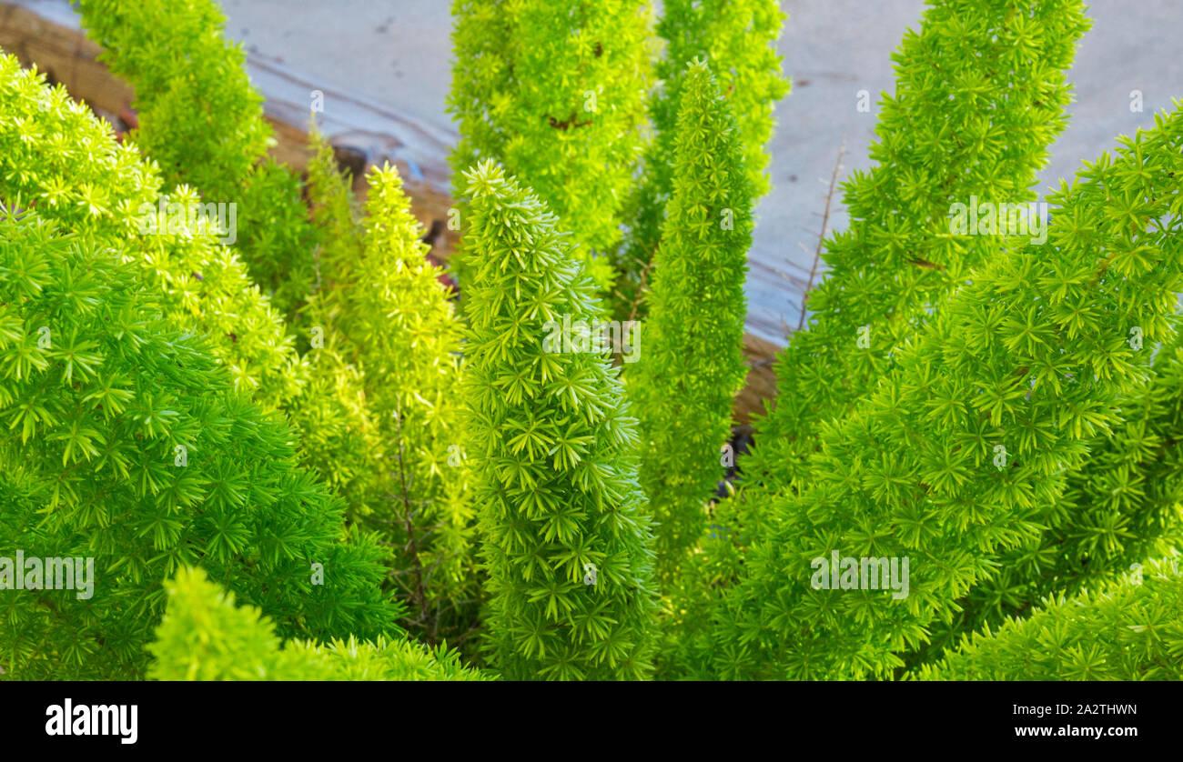 Fern Asparagus Densiflorus Myersii - View 16 from www redcrocus com
