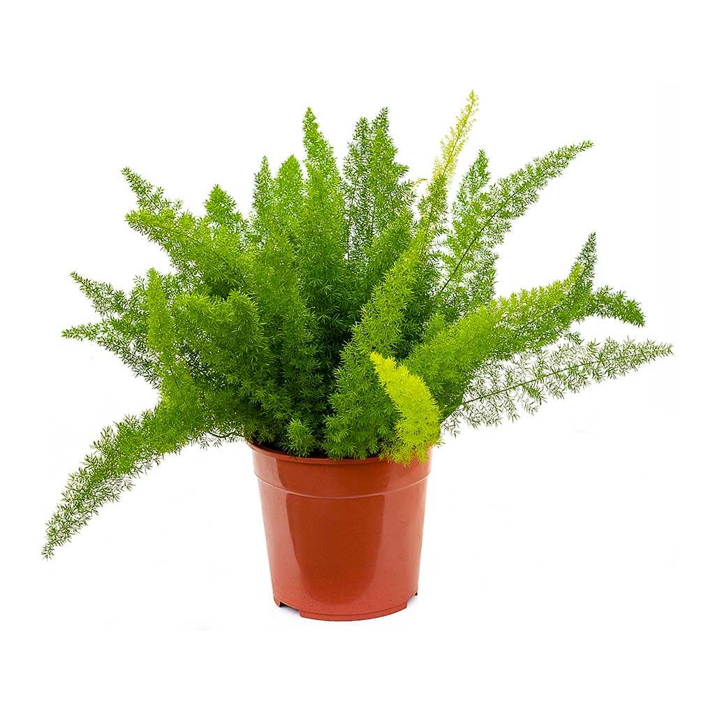 Fern Asparagus Densiflorus Myersii - View 17 from www redcrocus com