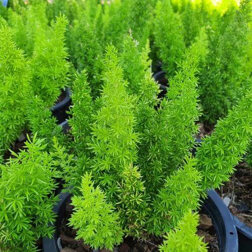 Fern Asparagus Densiflorus Myersii - View 19 from www redcrocus com