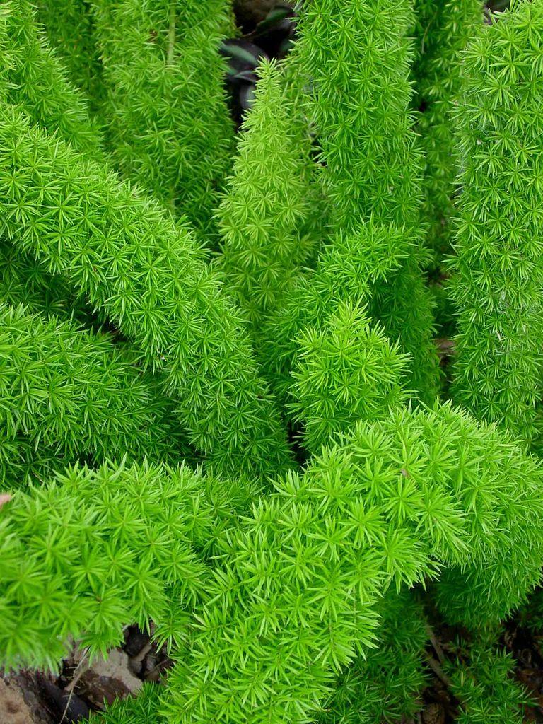 Fern Asparagus Densiflorus Myersii - View 4 from www redcrocus com