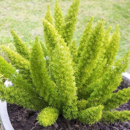 Fern Asparagus Densiflorus Myersii - View 7 from www redcrocus com
