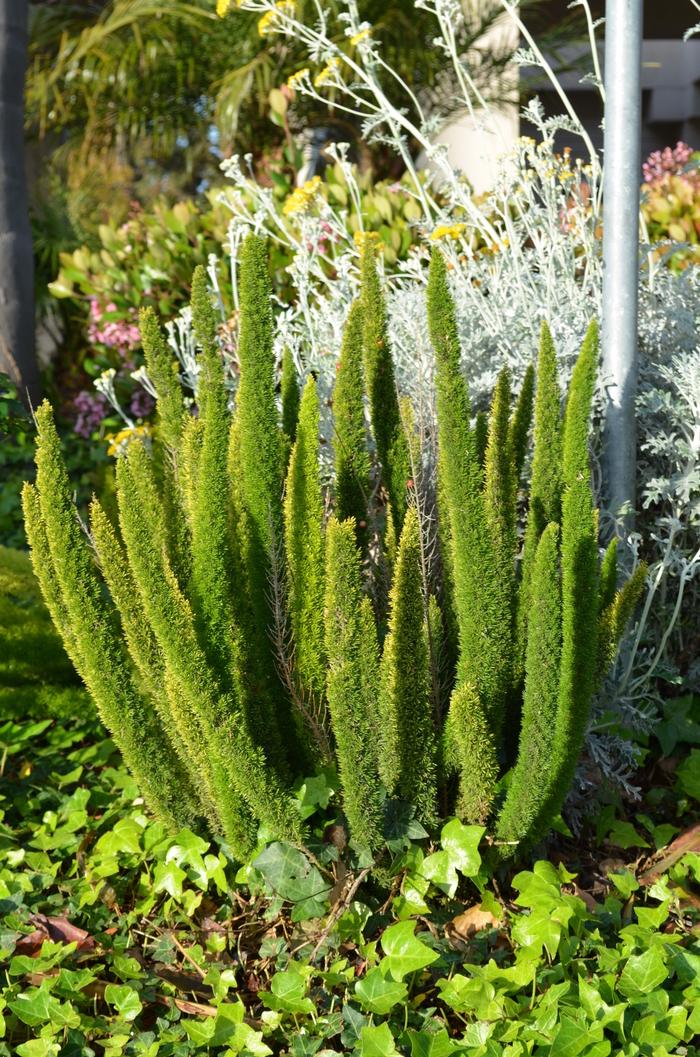 Fern Asparagus Densiflorus Myersii - View 9 from www redcrocus com
