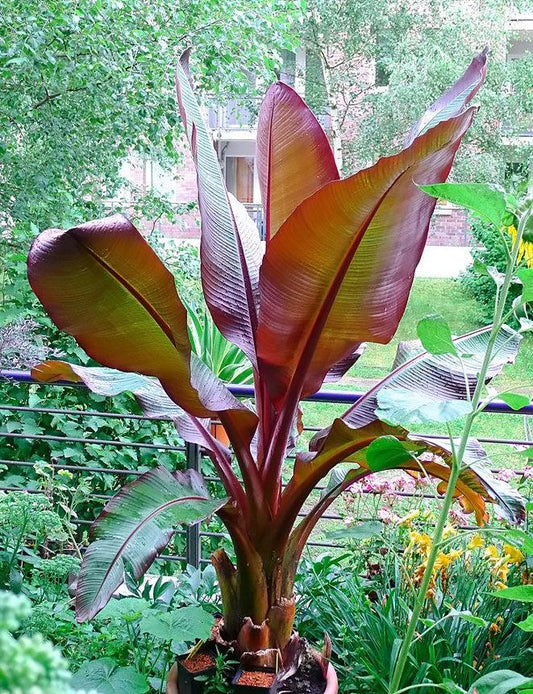 Banana Ensete Maurelii - View 1 from www redcrocus com