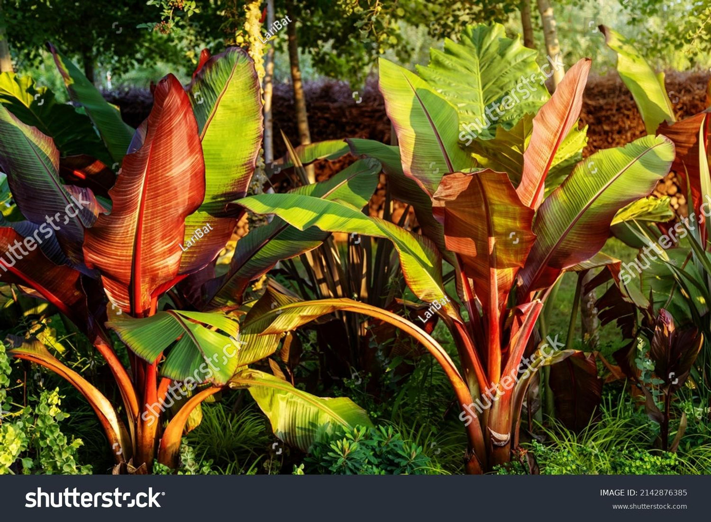 Banana Ensete Maurelii - View 2 from www redcrocus com