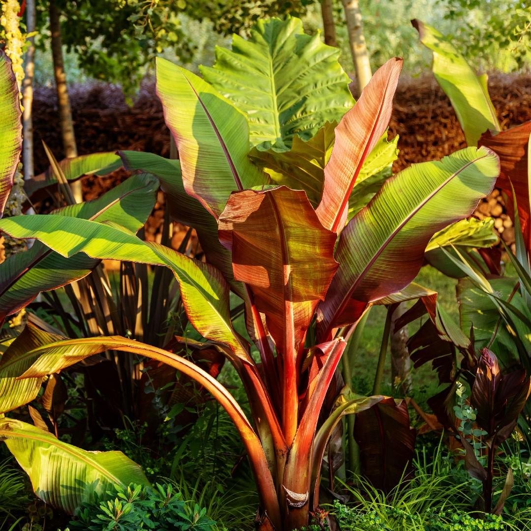 Banana Ensete Maurelii - View 7 from www redcrocus com