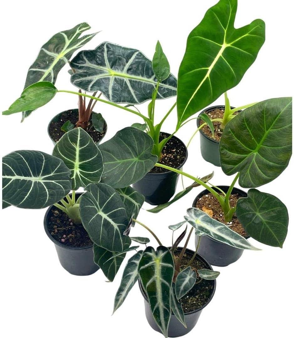 Alocasia Assorted - View 9 from www redcrocus com