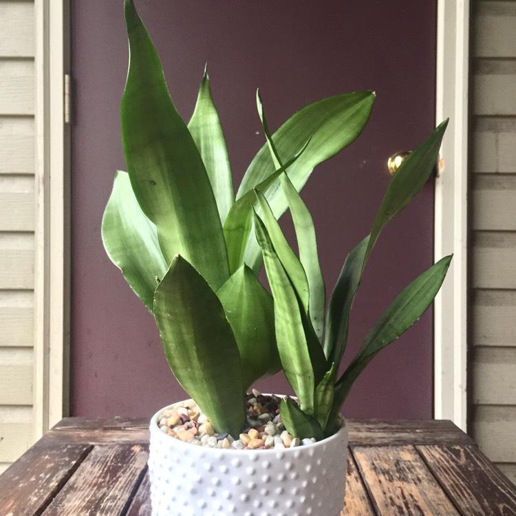 Sansevieria Trifasciata Moonshine - View 10 from www redcrocus com