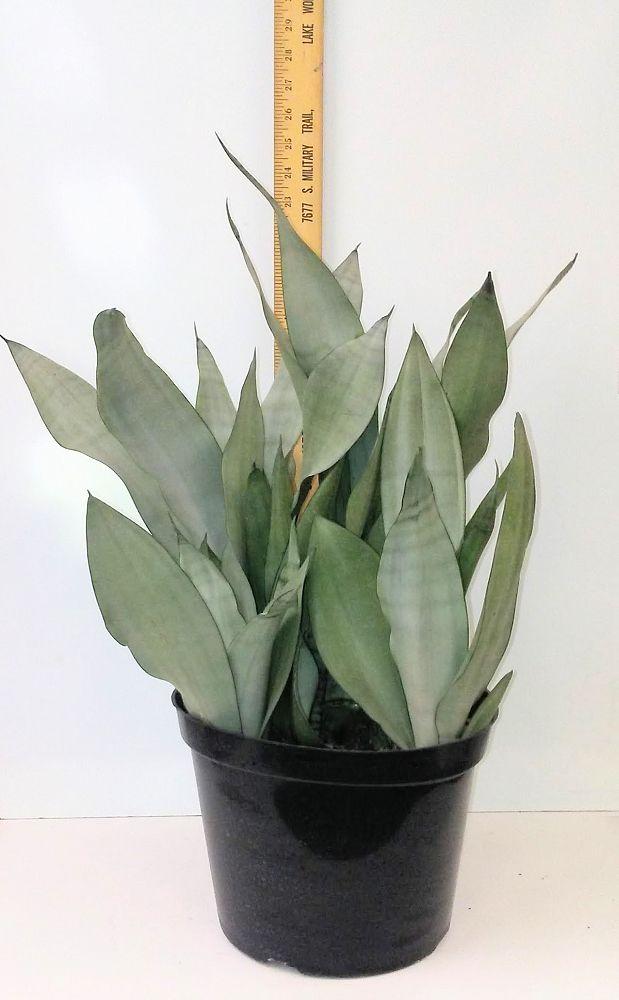 Sansevieria Trifasciata Moonshine - View 12 from www redcrocus com