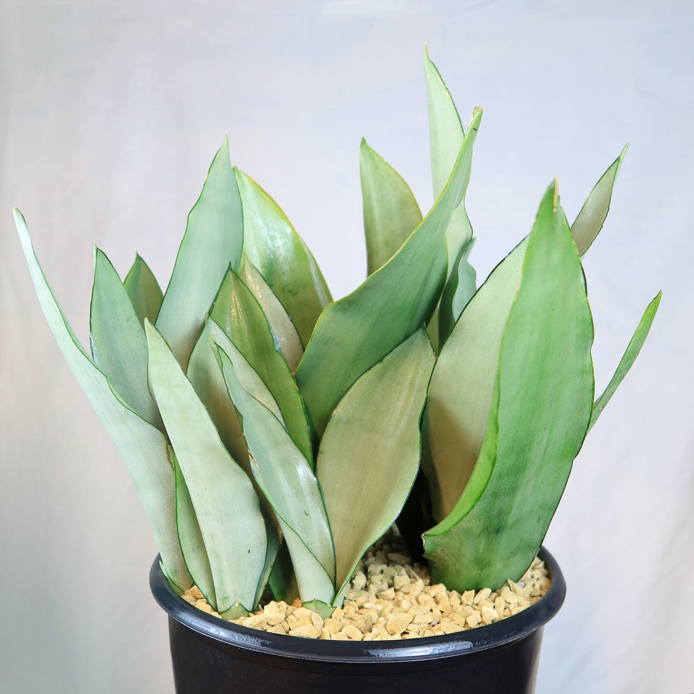 Sansevieria Trifasciata Moonshine - View 14 from www redcrocus com