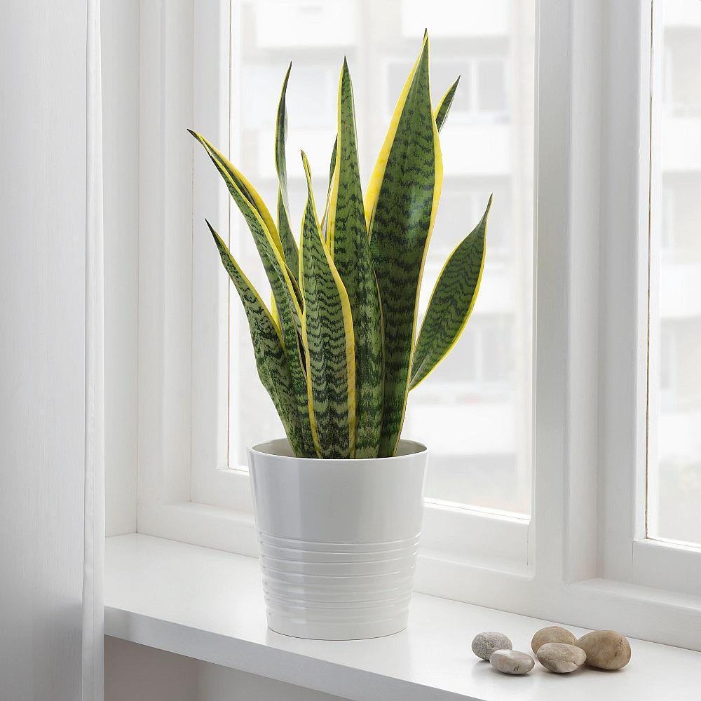 Sansevieria Trifasciata Moonshine - View 15 from www redcrocus com