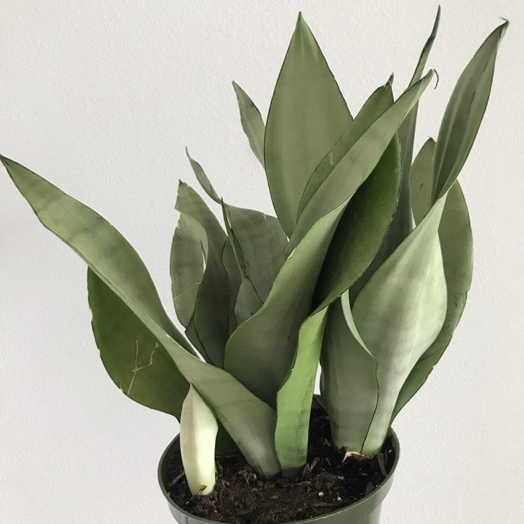 Sansevieria Trifasciata Moonshine - View 3 from www redcrocus com