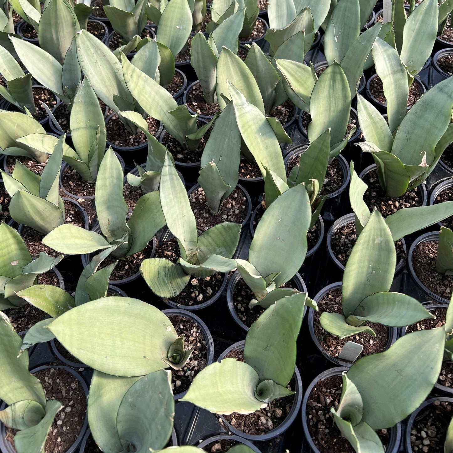 Sansevieria Trifasciata Moonshine - View 6 from www redcrocus com