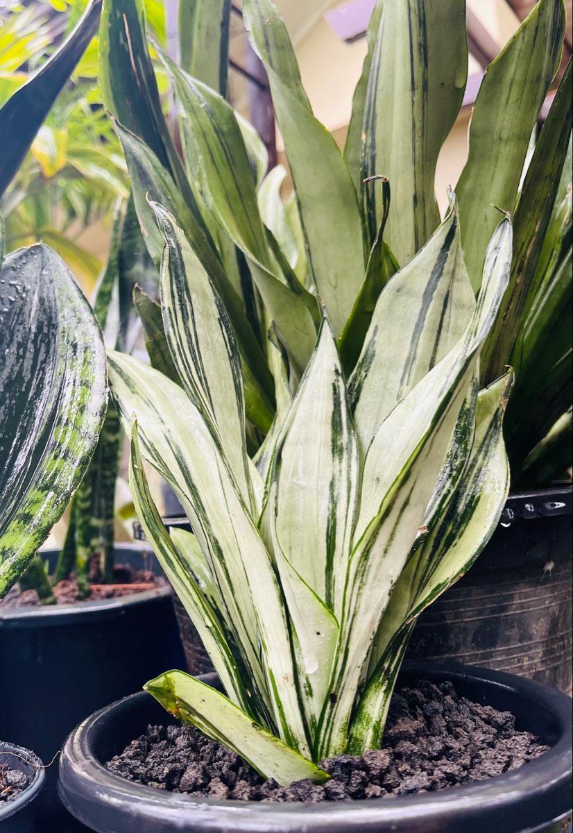 Sansevieria Trifasciata Moonshine - View 7 from www redcrocus com