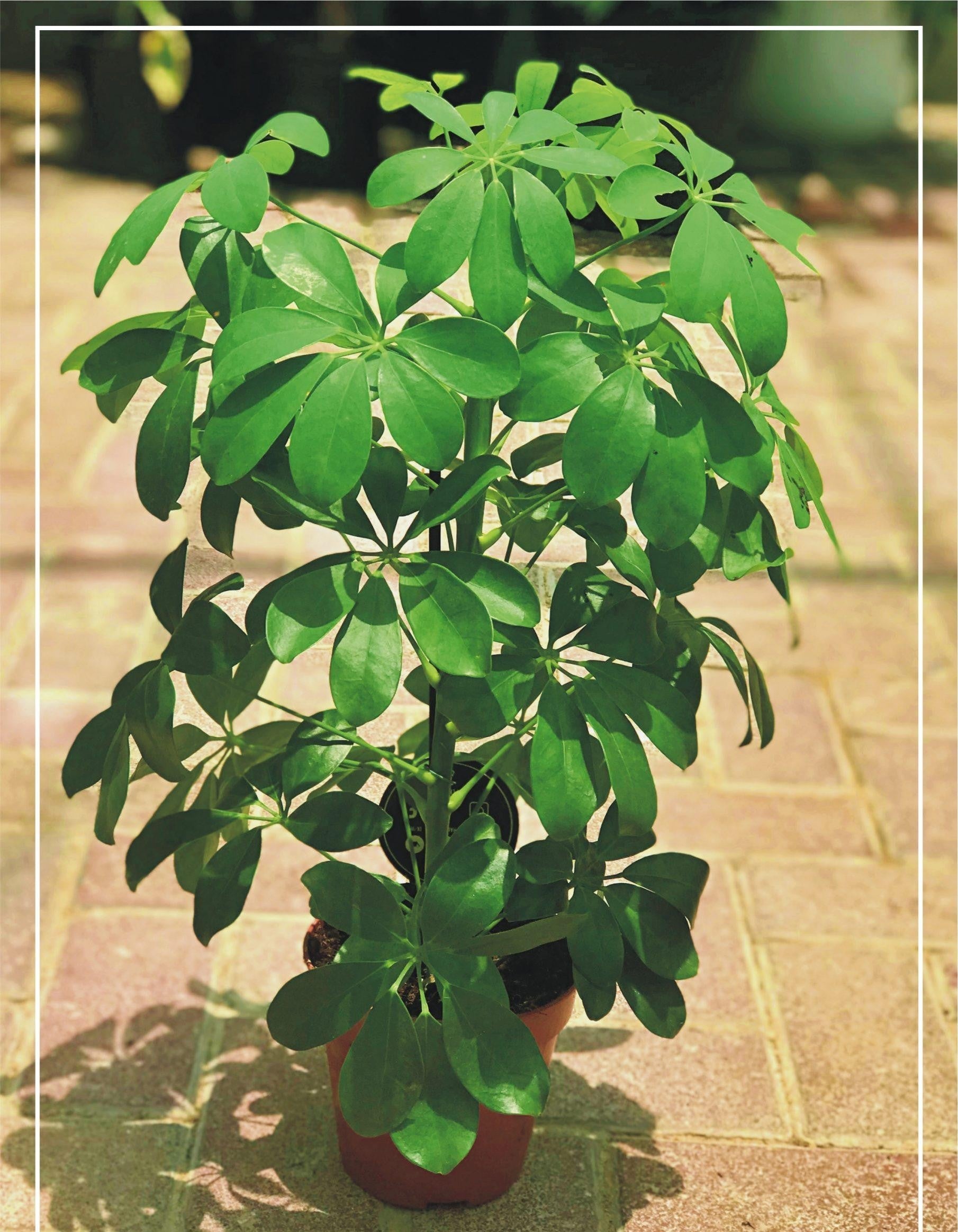 Schefflera Arboricola - View 11 from www redcrocus com