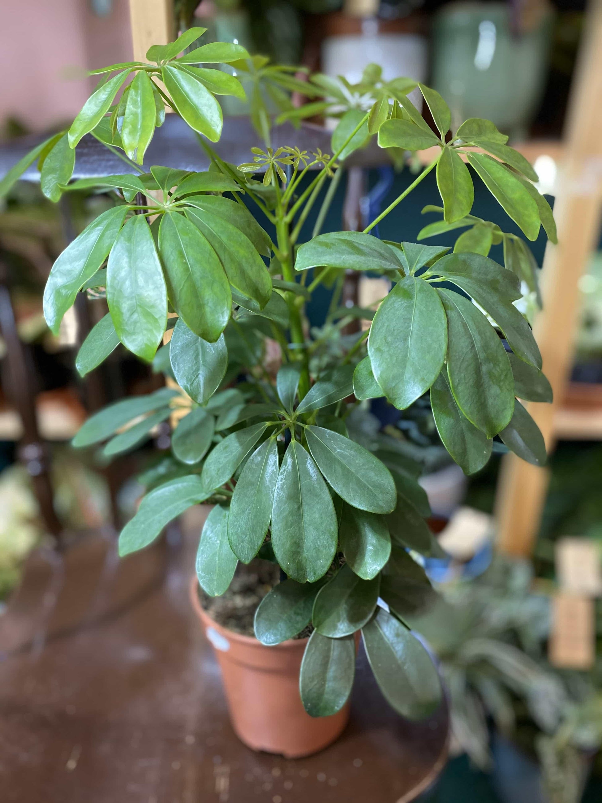 Schefflera Arboricola - View 13 from www redcrocus com