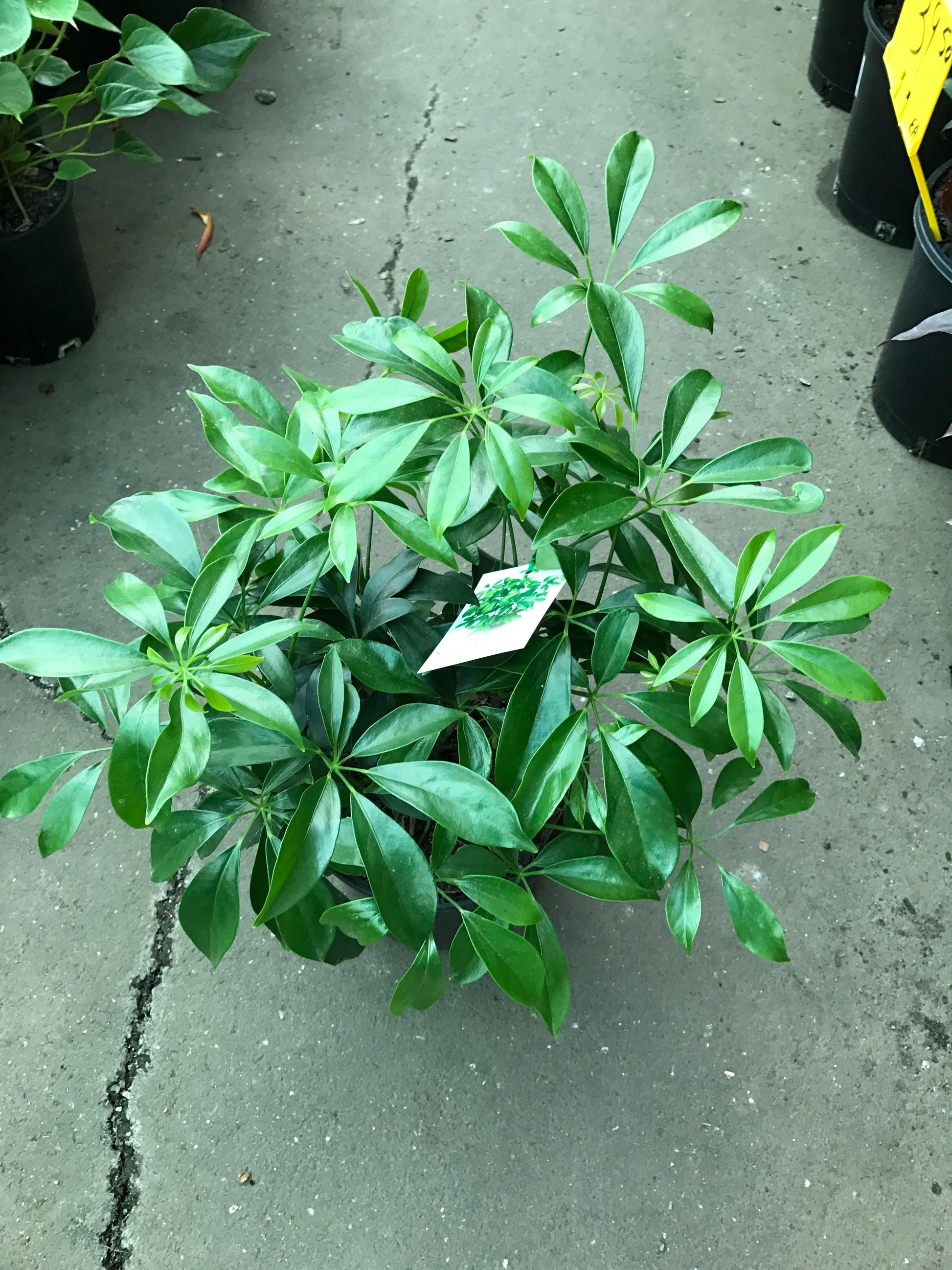Schefflera Arboricola - View 14 from www redcrocus com