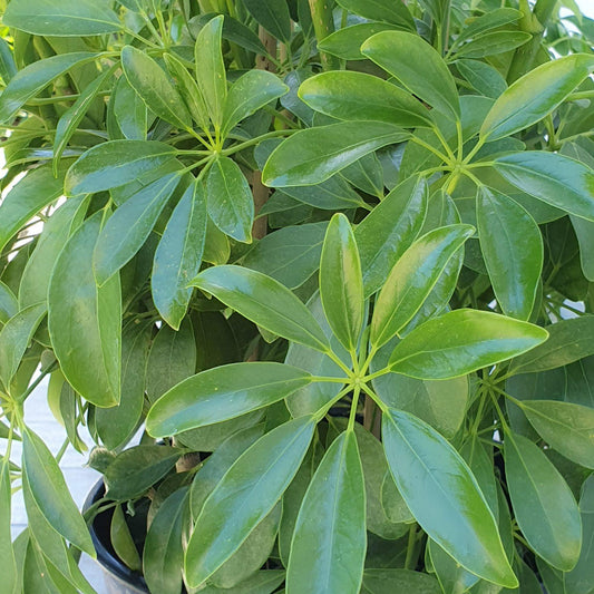 Schefflera Arboricola - View 1 from www redcrocus com