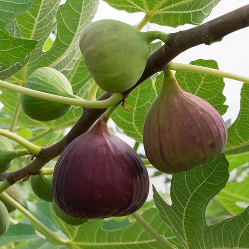 Ficus Carica Brown Turkey Standard - View 11 from www redcrocus com