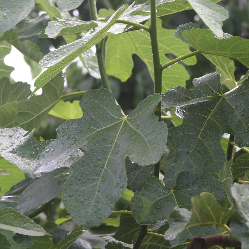 Ficus Carica Brown Turkey Standard - View 12 from www redcrocus com