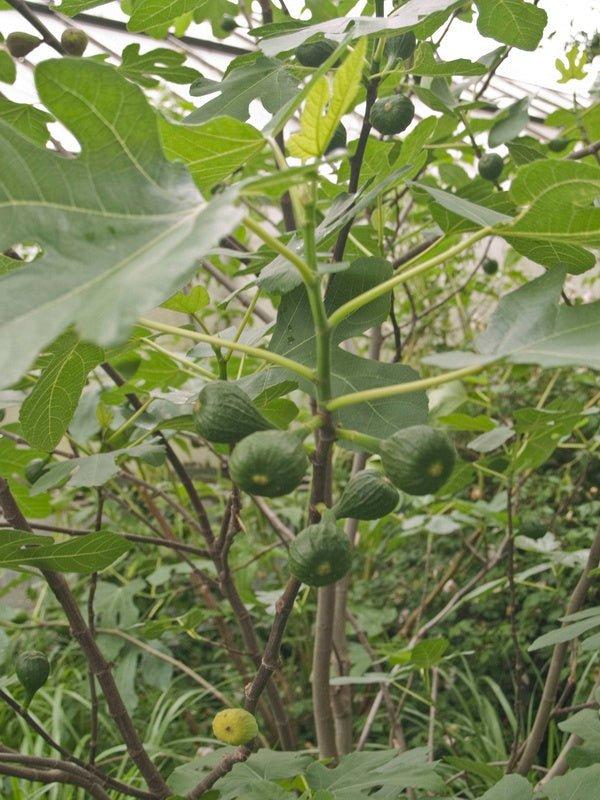 Ficus Carica Brown Turkey Standard - View 13 from www redcrocus com