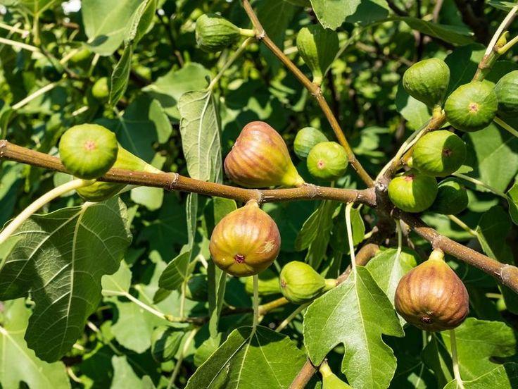 Ficus Carica Brown Turkey Standard - View 14 from www redcrocus com