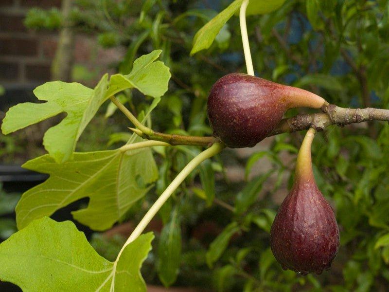Ficus Carica Brown Turkey Standard - View 15 from www redcrocus com