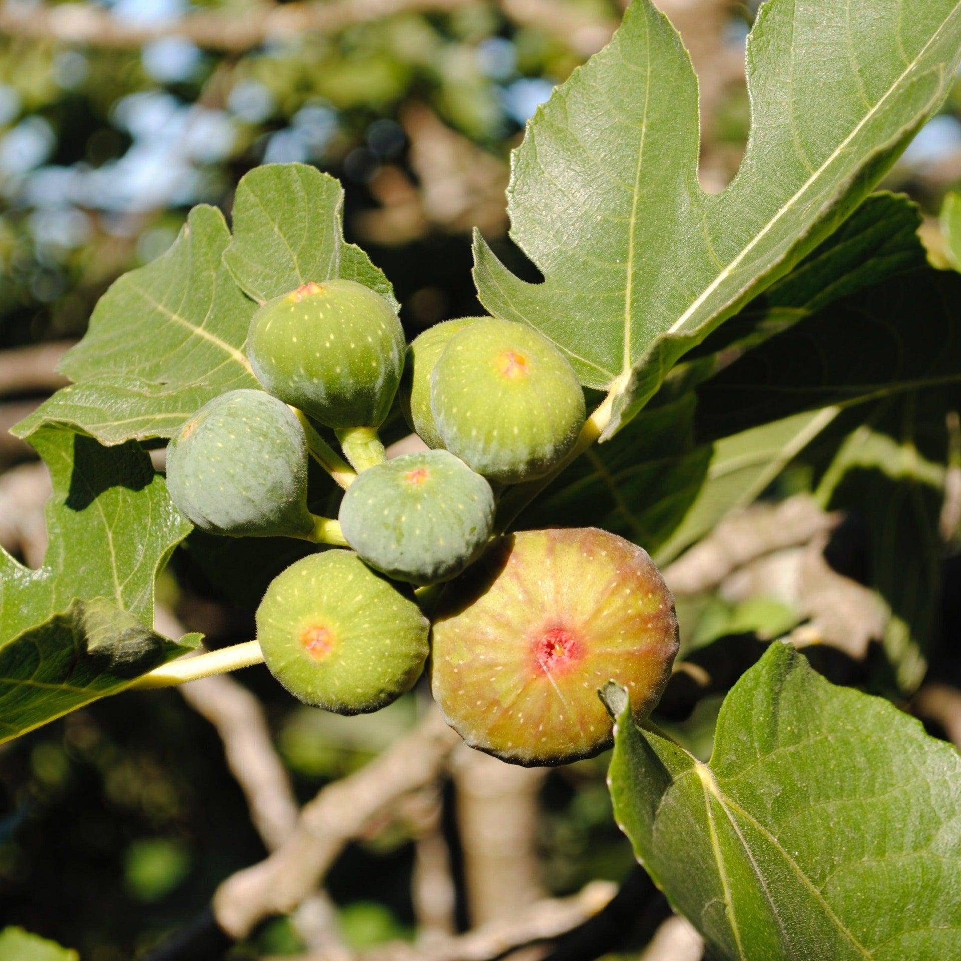 Ficus Carica Brown Turkey Standard - View 1 from www redcrocus com