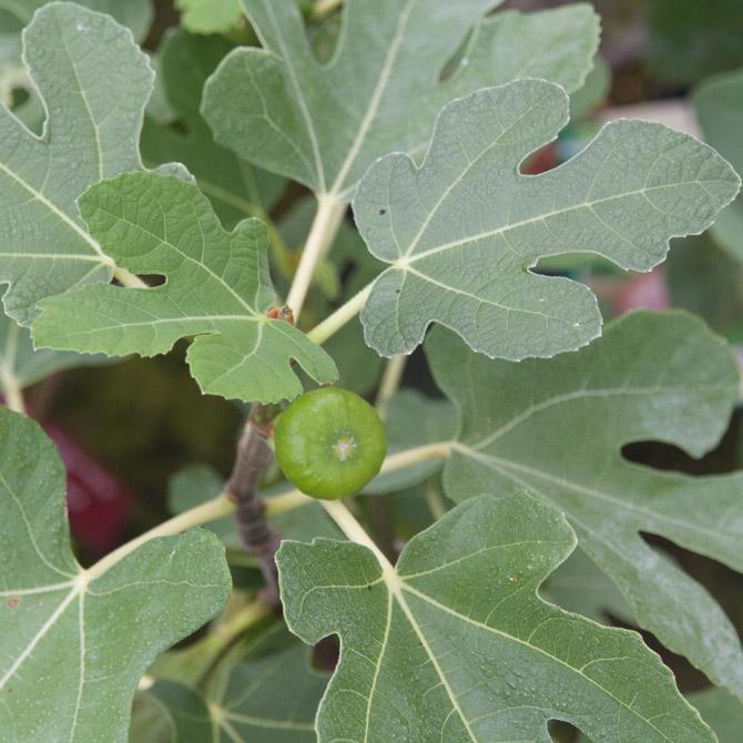 Ficus Carica Brown Turkey Standard - View 2 from www redcrocus com