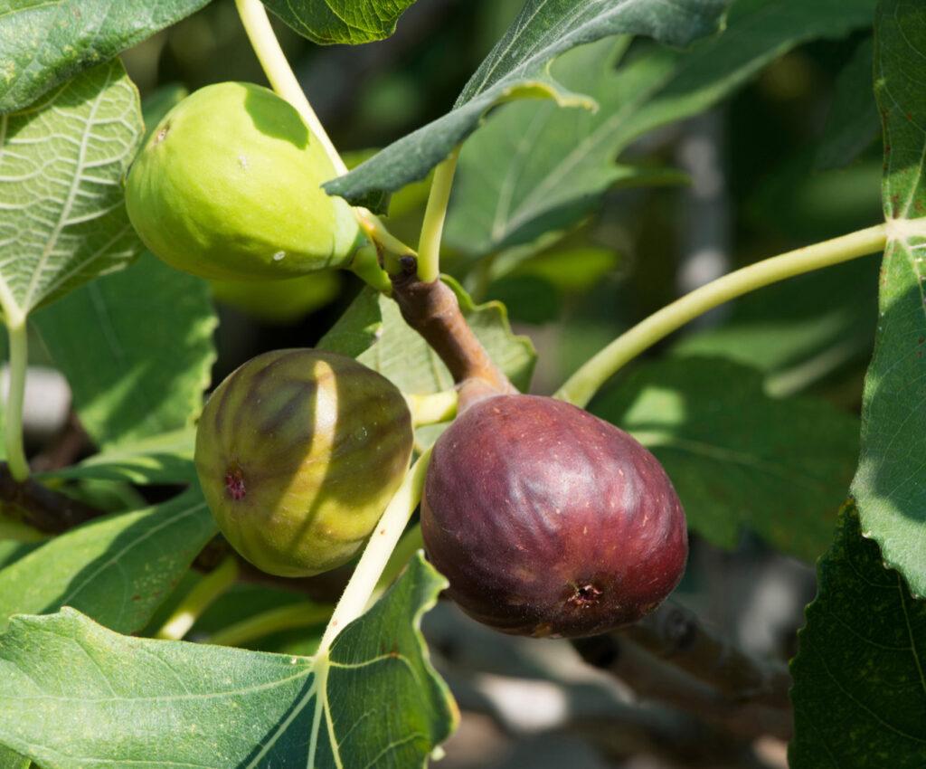 Ficus Carica Brown Turkey Standard - View 3 from www redcrocus com