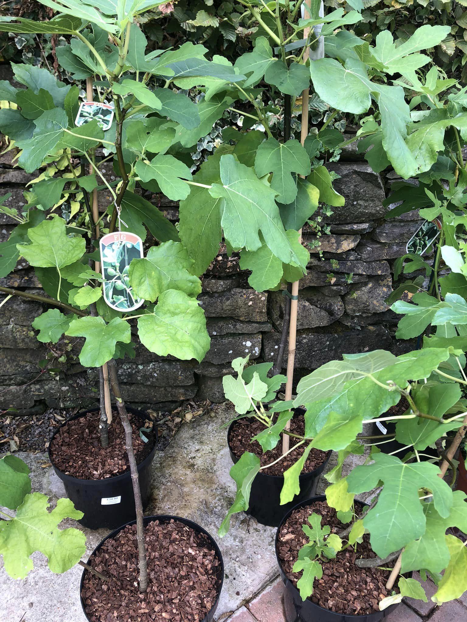 Ficus Carica Brown Turkey Standard - View 4 from www redcrocus com