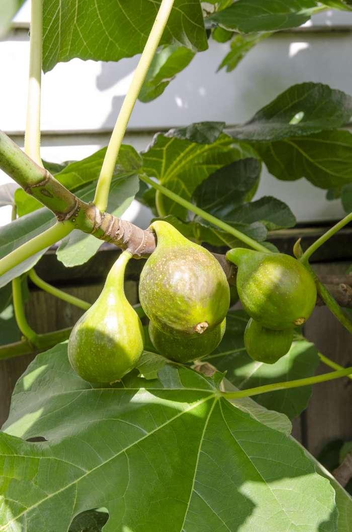 Ficus Carica Brown Turkey Standard - View 6 from www redcrocus com