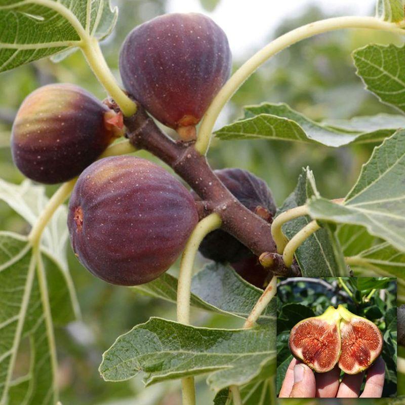 Ficus Carica Brown Turkey Standard - View 7 from www redcrocus com