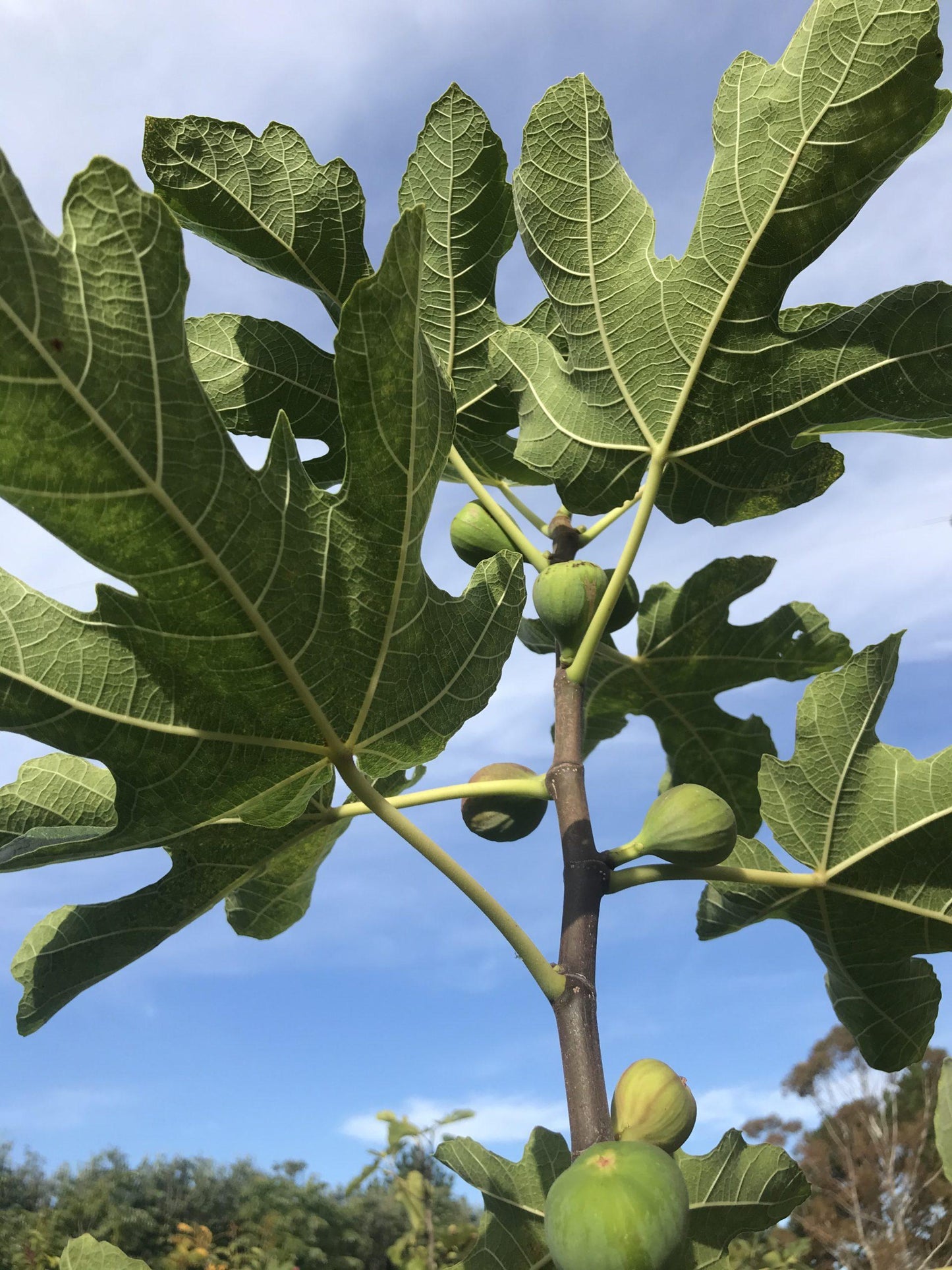 Ficus Carica Brown Turkey Standard - View 8 from www redcrocus com