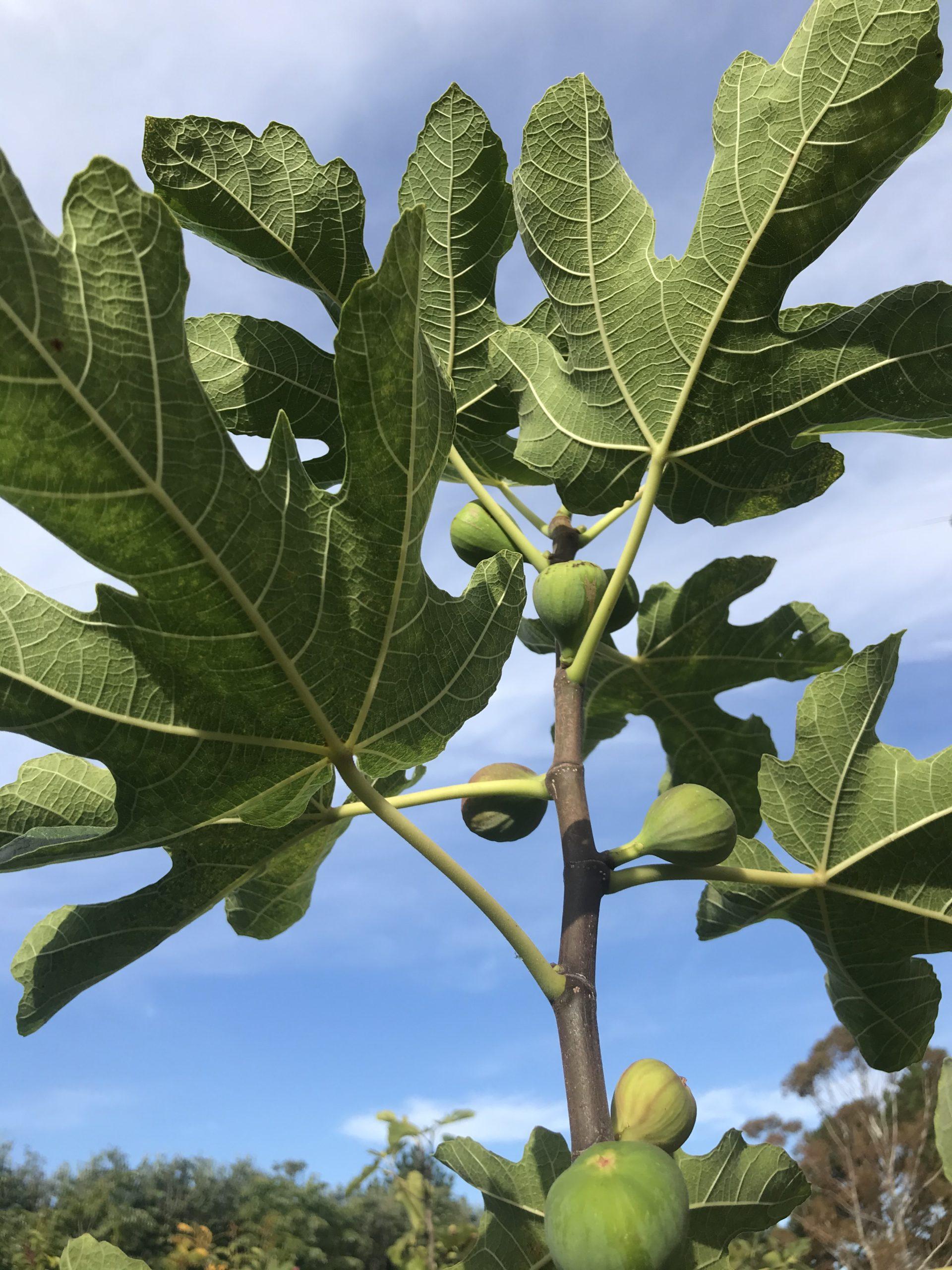 Ficus Carica Brown Turkey Standard - View 8 from www redcrocus com