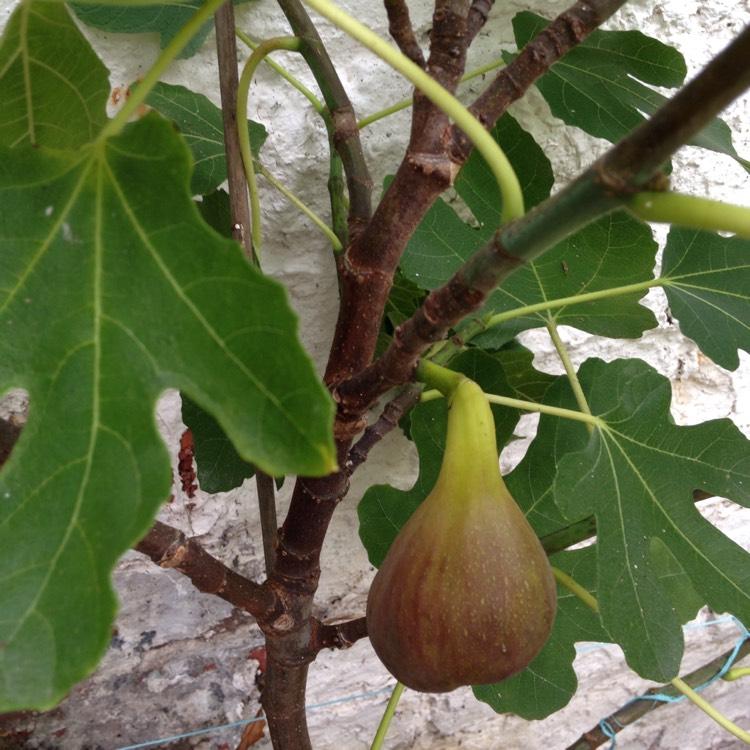 Ficus Carica Brown Turkey Standard - View 9 from www redcrocus com