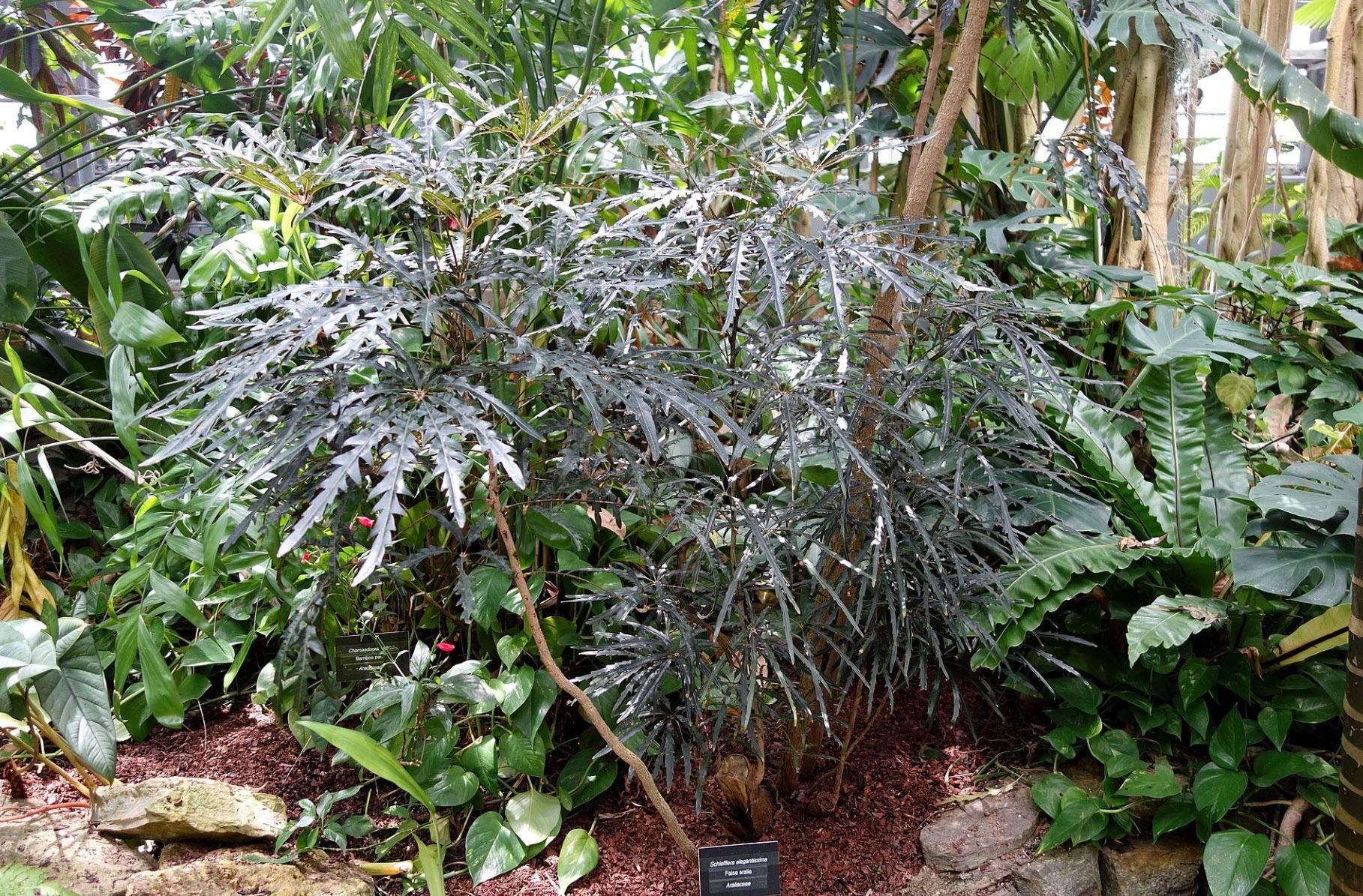 Aralia, Schefflera Elegantissima - View 11 from www redcrocus com