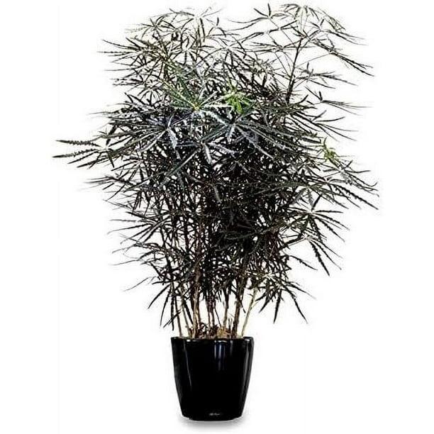 Aralia, Schefflera Elegantissima - View 14 from www redcrocus com