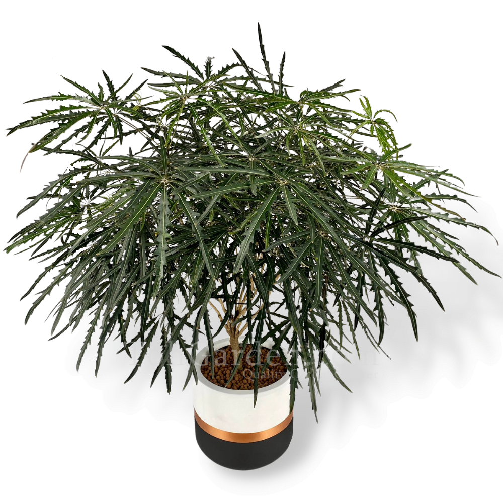 Aralia, Schefflera Elegantissima - View 16 from www redcrocus com