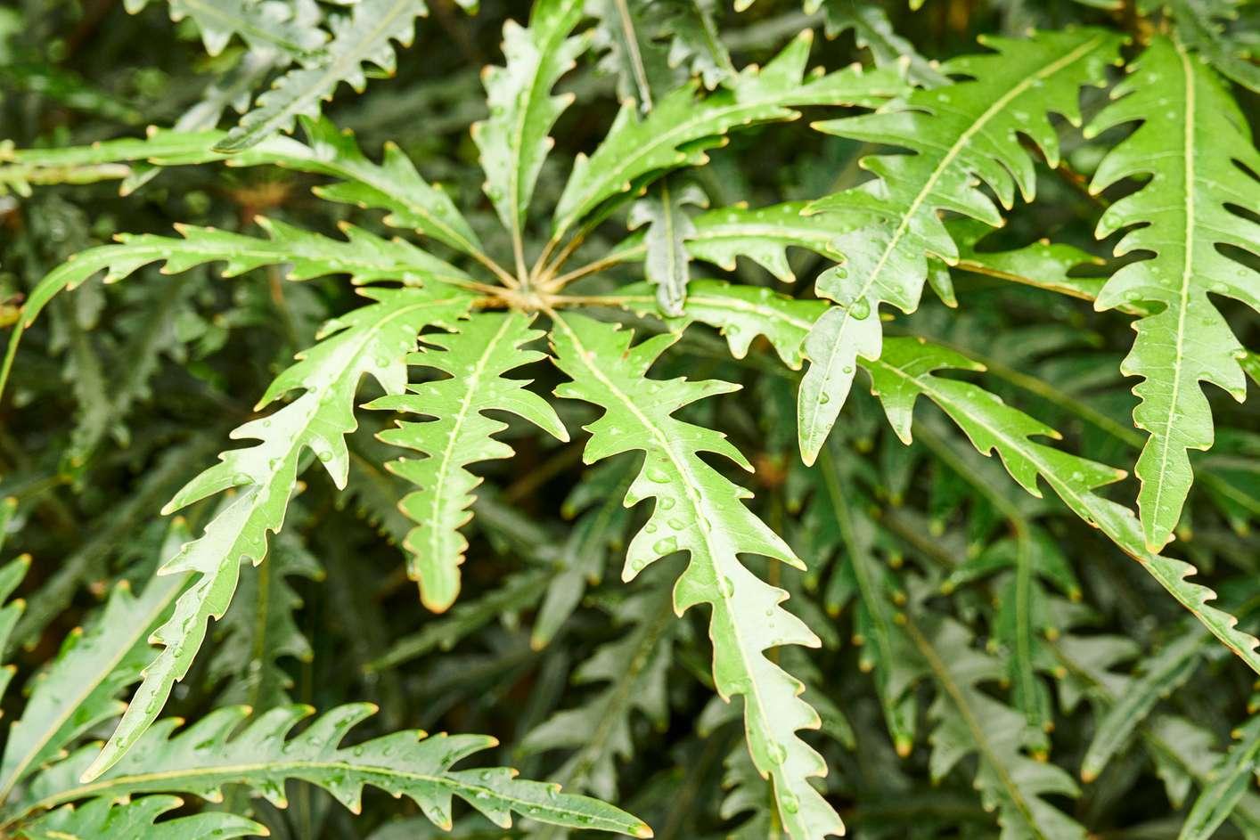 Aralia, Schefflera Elegantissima - View 7 from www redcrocus com