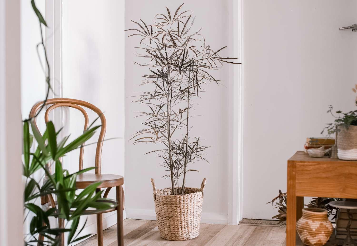 Aralia, Schefflera Elegantissima - View 8 from www redcrocus com