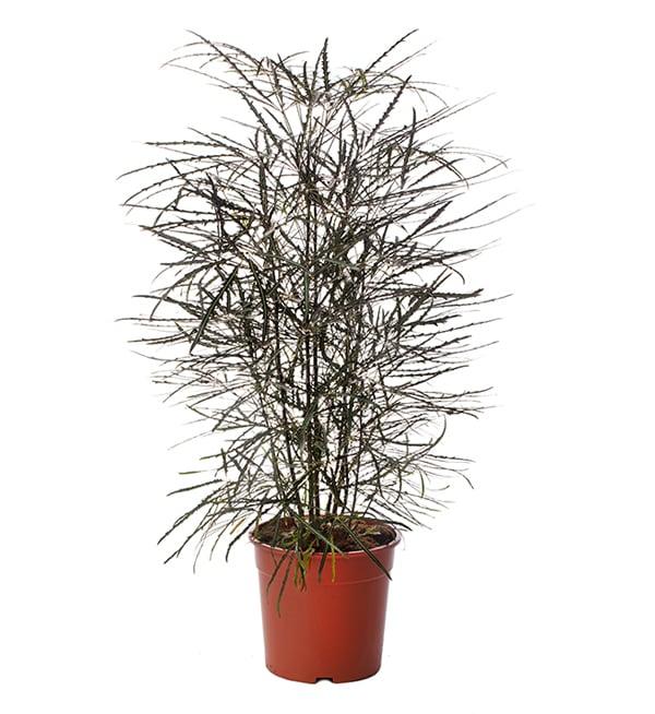 Aralia, Schefflera Elegantissima - View 9 from www redcrocus com