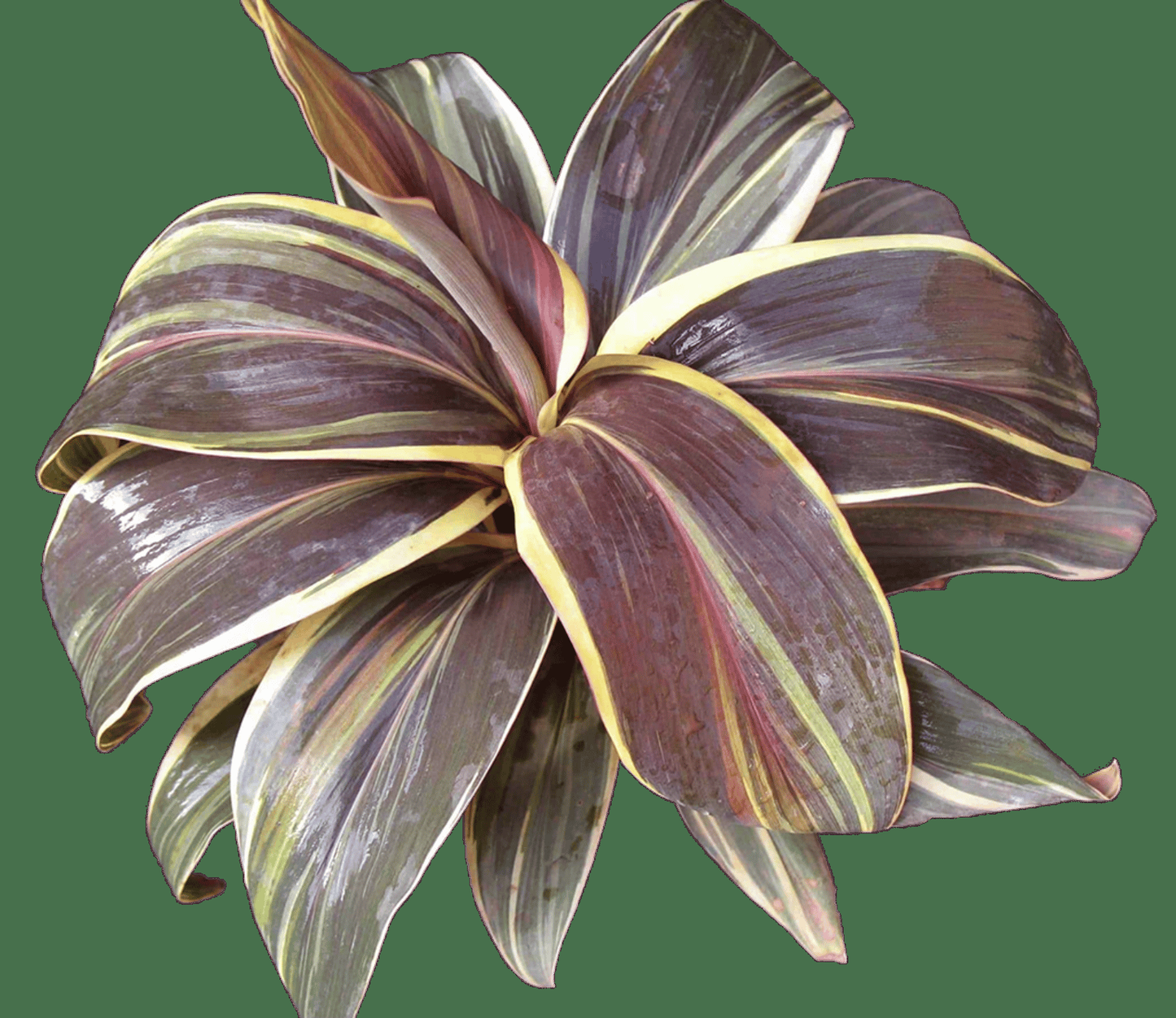 Cordyline Fruticosa Assorted - View 10 from www redcrocus com