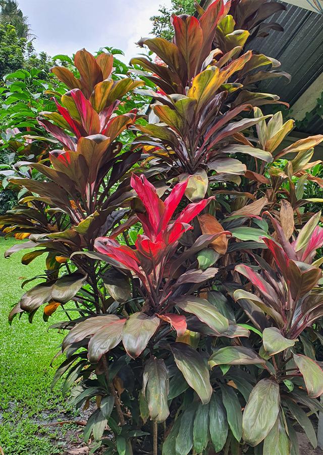 Cordyline Fruticosa Assorted - View 12 from www redcrocus com