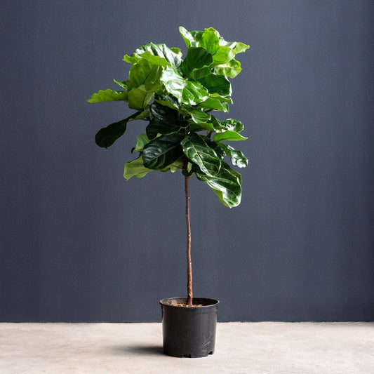 Ficus Lyrata Standard - View 1 from www redcrocus com