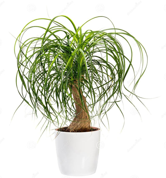 Palm Beaucarnea Recurvata - View 10 from www redcrocus com