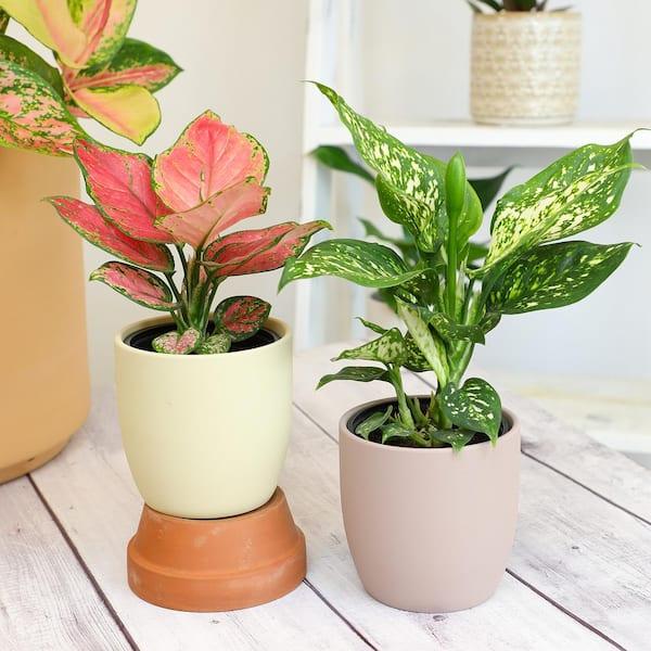 Aglaonema, Assorted - View 13 from www redcrocus com